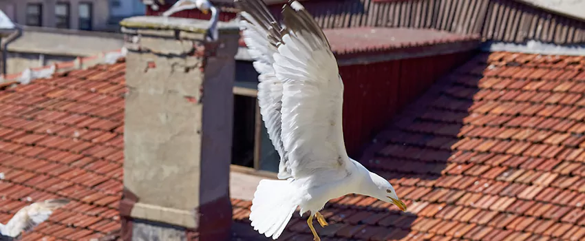 Residential Chimney Animal Removal Solution in Jollyville, TX