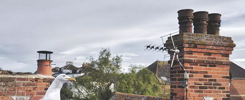 Chimney Cleaning And Restoration in Jollyville, Texas